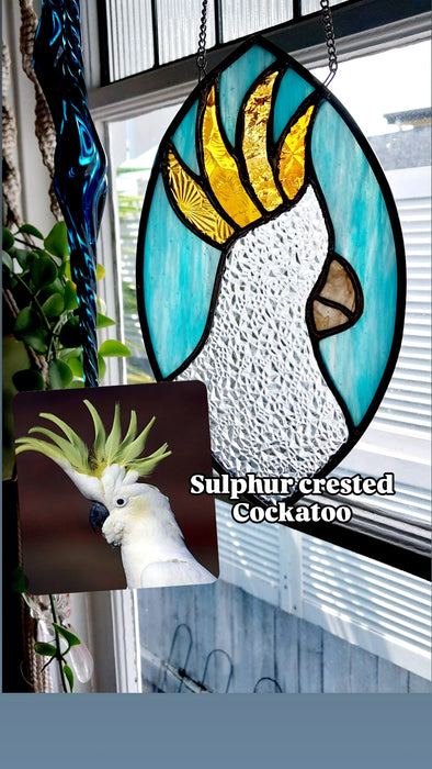 Sulphur crested Cockatoo