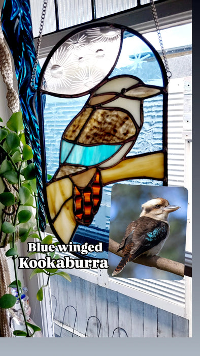 Blue winged Kookaburra