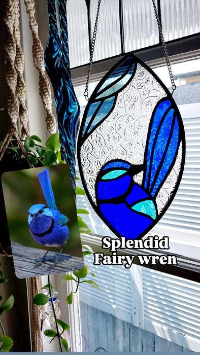 Splendid Fairy wren